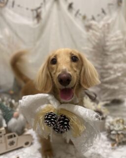 天ちゃん♡
ルイちゃん♡
クーちゃん♡

ご利用ありがとうございました😊

#京都#京都西京区#動物病院京都#動物病院京都西京桂院#動物病院併設トリミングサロン#京都トリミングサロン#ペットホテル#トリミングサロン雅#シャンプーコース#シニアトリミング#dogstagram#犬が好きな人と繋がりたい #ふわもこ部#grooming#犬#dog#カットスタイル#桂トリミング#もこもこ犬#trimming#ダックスフンド#フラットコーテッド