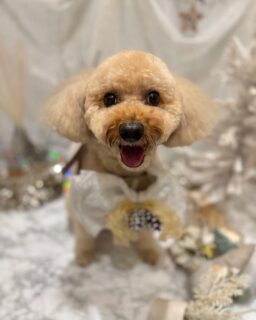 マロンちゃん♡
ふくちゃん♡
ラテちゃん♡
アクセルちゃん♡

ご利用ありがとうございました😊

#京都#京都西京区#動物病院京都#動物病院京都西京桂院#動物病院併設トリミングサロン#京都トリミングサロン#ペットホテル#トリミングサロン雅#シャンプーコース#シニアトリミング#dogstagram#犬が好きな人と繋がりたい #ふわもこ部#grooming#犬#dog#カットスタイル#桂トリミング#もこもこ犬#trimming#プードル