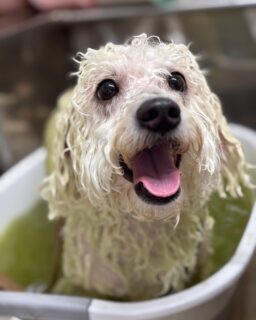 オプション中のお友達です♪
　
#京都#京都西京区#動物病院京都#動物病院京都西京桂院#動物病院併設トリミングサロン#京都トリミングサロン#ペットホテル#トリミングサロン雅#シャンプーコース#シニアトリミング#dogstagram#犬が好きな人と繋がりたい #ふわもこ部#grooming#犬#dog#カットスタイル#桂トリミング#もこもこ犬#trimming#マイクロバブル#魔法のバブル　#重炭酸泉　#ハーブパック