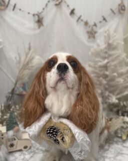 ルルちゃん♡
こはくちゃん♡
テンちゃん♡

ご利用ありがとうございました😊

#京都#京都西京区#動物病院京都#動物病院京都西京桂院#動物病院併設トリミングサロン#京都トリミングサロン#ペットホテル#トリミングサロン雅#シャンプーコース#シニアトリミング#dogstagram#犬が好きな人と繋がりたい #ふわもこ部#grooming#犬#dog#カットスタイル#桂トリミング#もこもこ犬#trimming#キャバリア#コーギー#チワワ