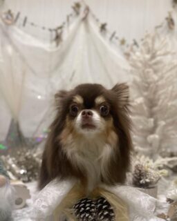 モカちゃん♡
ライちゃん♡
うたちゃん♡

ご利用ありがとうございました😊

#京都#京都西京区#動物病院京都#動物病院京都西京桂院#動物病院併設トリミングサロン#京都トリミングサロン#ペットホテル#トリミングサロン雅#シャンプーコース#シニアトリミング#dogstagram#犬が好きな人と繋がりたい #ふわもこ部#grooming#犬#dog#カットスタイル#桂トリミング#もこもこ犬#trimming#チワワ#プードル