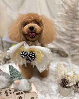 ジュエルちゃん♡
ルークちゃん♡
マシューちゃん♡

ご利用ありがとうございました😊

#京都#京都西京区#動物病院京都#動物病院京都西京桂院#動物病院併設トリミングサロン#京都トリミングサロン#ペットホテル#トリミングサロン雅#シャンプーコース#シニアトリミング#dogstagram#犬が好きな人と繋がりたい #ふわもこ部#grooming#犬#dog#カットスタイル#桂トリミング#もこもこ犬#trimming#プードル#ビションフリーゼ