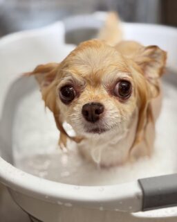 オプション中のお友達です♪
　
#京都#京都西京区#動物病院京都#動物病院京都西京桂院#動物病院併設トリミングサロン#京都トリミングサロン#ペットホテル#トリミングサロン雅#シャンプーコース#シニアトリミング#dogstagram#犬が好きな人と繋がりたい #ふわもこ部#grooming#犬#dog#カットスタイル#桂トリミング#もこもこ犬#trimming#マイクロバブル#魔法のバブル　#重炭酸泉　#ハーブパック