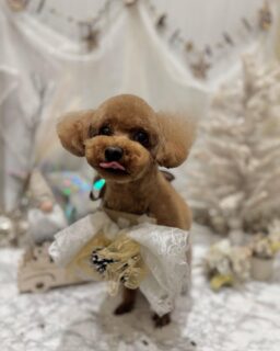 ソルちゃん♡
くうちゃん♡
プリンちゃん♡
ご利用ありがとうございました😊

#京都#京都西京区#動物病院京都#動物病院京都西京桂院#動物病院併設トリミングサロン#京都トリミングサロン#ペットホテル#トリミングサロン雅#シャンプーコース#シニアトリミング#dogstagram#犬が好きな人と繋がりたい #ふわもこ部#grooming#犬#dog#カットスタイル#桂トリミング#もこもこ犬#trimming#プードル