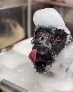 オプション中のお友達です♪
　
#京都#京都西京区#動物病院京都#動物病院京都西京桂院#動物病院併設トリミングサロン#京都トリミングサロン#ペットホテル#トリミングサロン雅#シャンプーコース#シニアトリミング#dogstagram#犬が好きな人と繋がりたい #ふわもこ部#grooming#犬#dog#カットスタイル#桂トリミング#もこもこ犬#trimming#マイクロバブル#魔法のバブル　#重炭酸泉　#ハーブパック