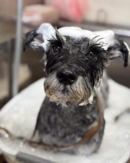 オプション中のお友達です♪
　
#京都#京都西京区#動物病院京都#動物病院京都西京桂院#動物病院併設トリミングサロン#京都トリミングサロン#ペットホテル#トリミングサロン雅#シャンプーコース#シニアトリミング#dogstagram#犬が好きな人と繋がりたい #ふわもこ部#grooming#犬#dog#カットスタイル#桂トリミング#もこもこ犬#trimming#マイクロバブル#魔法のバブル　#重炭酸泉　#ハーブパック