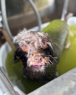 オプション中のお友達です♪
　
#京都#京都西京区#動物病院京都#動物病院京都西京桂院#動物病院併設トリミングサロン#京都トリミングサロン#ペットホテル#トリミングサロン雅#シャンプーコース#シニアトリミング#dogstagram#犬が好きな人と繋がりたい #ふわもこ部#grooming#犬#dog#カットスタイル#桂トリミング#もこもこ犬#trimming#マイクロバブル#魔法のバブル　#重炭酸泉　#ハーブパック