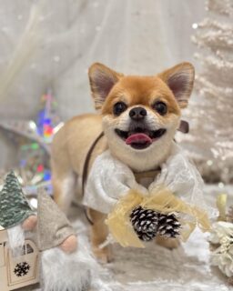 蘭丸ちゃん♡
ココちゃん♡
ララちゃん♡

ご利用ありがとうございました😊

#京都#京都西京区#動物病院京都#動物病院京都西京桂院#動物病院併設トリミングサロン#京都トリミングサロン#ペットホテル#トリミングサロン雅#シャンプーコース#シニアトリミング#dogstagram#犬が好きな人と繋がりたい #ふわもこ部#grooming#犬#dog#カットスタイル#桂トリミング#もこもこ犬#trimming#プードル