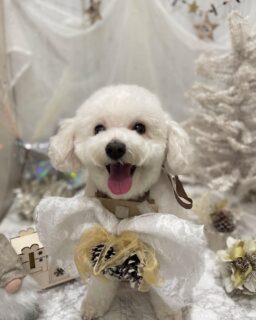 ご利用ありがとうございました😊
シューちゃん♡
るいちゃん♡

#京都#京都西京区#動物病院京都#動物病院京都西京桂院#動物病院併設トリミングサロン#京都トリミングサロン#ペットホテル#トリミングサロン雅#シャンプーコース#シニアトリミング#dogstagram#犬が好きな人と繋がりたい #ふわもこ部#grooming#犬#dog#カットスタイル#桂トリミング#もこもこ犬#trimming#トイプードル