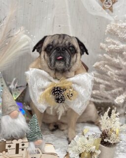 メルちゃん♡
あくあちゃん♡
あんなちゃん♡
空ちゃん♡

ご利用ありがとうございました😊

#京都#京都西京区#動物病院京都#動物病院京都西京桂院#動物病院併設トリミングサロン#京都トリミングサロン#ペットホテル#トリミングサロン雅#シャンプーコース#シニアトリミング#dogstagram#犬が好きな人と繋がりたい #ふわもこ部#grooming#犬#dog#カットスタイル#桂トリミング#もこもこ犬#trimming#プードル#パグ