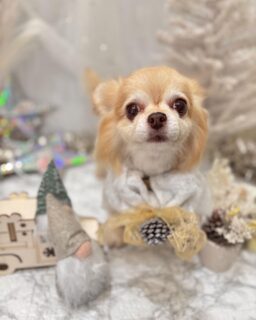 きらりちゃん♡
モモちゃん♡
桃ちゃん♡
福ちゃん♡

ご利用ありがとうございました😊

#京都#京都西京区#動物病院京都#動物病院京都西京桂院#動物病院併設トリミングサロン#京都トリミングサロン#ペットホテル#トリミングサロン雅#シャンプーコース#シニアトリミング#dogstagram#犬が好きな人と繋がりたい #ふわもこ部#grooming#犬#dog#カットスタイル#桂トリミング#もこもこ犬#trimming#チワワ#プードル
マルチーズ