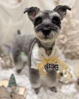 マグちゃん♡
こめりちゃん♡
アンちゃん♡
めいちゃん♡

ご利用ありがとうございました😊

#京都#京都西京区#動物病院京都#動物病院京都西京桂院#動物病院併設トリミングサロン#京都トリミングサロン#ペットホテル#トリミングサロン雅#シャンプーコース#シニアトリミング#dogstagram#犬が好きな人と繋がりたい #ふわもこ部#grooming#犬#dog#カットスタイル#桂トリミング#もこもこ犬#trimming#プードル#シュナウザー#MIX