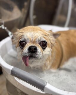 オプション中のお友達です♪
　
#京都#京都西京区#動物病院京都#動物病院京都西京桂院#動物病院併設トリミングサロン#京都トリミングサロン#ペットホテル#トリミングサロン雅#シャンプーコース#シニアトリミング#dogstagram#犬が好きな人と繋がりたい #ふわもこ部#grooming#犬#dog#カットスタイル#桂トリミング#もこもこ犬#trimming#マイクロバブル#魔法のバブル　#重炭酸泉　#ハーブパック