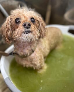 オプション中のお友達です♪
　
#京都#京都西京区#動物病院京都#動物病院京都西京桂院#動物病院併設トリミングサロン#京都トリミングサロン#ペットホテル#トリミングサロン雅#シャンプーコース#シニアトリミング#dogstagram#犬が好きな人と繋がりたい #ふわもこ部#grooming#犬#dog#カットスタイル#桂トリミング#もこもこ犬#trimming#マイクロバブル#魔法のバブル　#重炭酸泉　#ハーブパック