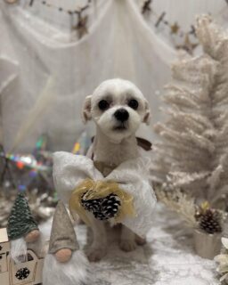 チャビちゃん♡
ポポちゃん♡
圭ちゃん♡

ご利用ありがとうございました😊

#京都#京都西京区#動物病院京都#動物病院京都西京桂院#動物病院併設トリミングサロン#京都トリミングサロン#ペットホテル#トリミングサロン雅#シャンプーコース#シニアトリミング#dogstagram#犬が好きな人と繋がりたい #ふわもこ部#grooming#犬#dog#カットスタイル#桂トリミング#もこもこ犬#trimming#トイプードル#マルチーズ