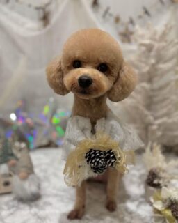 みるちゃん♡
ぷーこちゃん♡

ご利用ありがとうございました😊

#京都#京都西京区#動物病院京都#動物病院京都西京桂院#動物病院併設トリミングサロン#京都トリミングサロン#ペットホテル#トリミングサロン雅#シャンプーコース#シニアトリミング#dogstagram#犬が好きな人と繋がりたい #ふわもこ部#grooming#犬#dog#カットスタイル#桂トリミング#もこもこ犬#trimming#ミックス#プードル