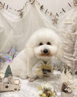 ウールーちゃん♡
ポポちゃん♡
まろんちゃん♡

ご利用ありがとうございました😊

#京都#京都西京区#動物病院京都#動物病院京都西京桂院#動物病院併設トリミングサロン#京都トリミングサロン#ペットホテル#トリミングサロン雅#シャンプーコース#シニアトリミング#dogstagram#犬が好きな人と繋がりたい #ふわもこ部#grooming#犬#dog#カットスタイル#桂トリミング#もこもこ犬#trimming#ビションフリーゼ#コーギー#プードル