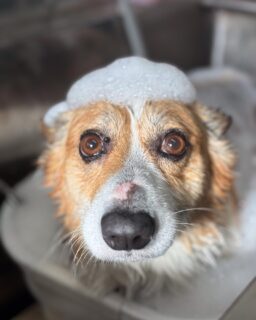 オプション中のお友達です♪
　
#京都#京都西京区#動物病院京都#動物病院京都西京桂院#動物病院併設トリミングサロン#京都トリミングサロン#ペットホテル#トリミングサロン雅#シャンプーコース#シニアトリミング#dogstagram#犬が好きな人と繋がりたい #ふわもこ部#grooming#犬#dog#カットスタイル#桂トリミング#もこもこ犬#trimming#マイクロバブル#魔法のバブル　#重炭酸泉　#ハーブパック
