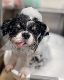 オプション中のお友達です♪
　
#京都#京都西京区#動物病院京都#動物病院京都西京桂院#動物病院併設トリミングサロン#京都トリミングサロン#ペットホテル#トリミングサロン雅#シャンプーコース#シニアトリミング#dogstagram#犬が好きな人と繋がりたい #ふわもこ部#grooming#犬#dog#カットスタイル#桂トリミング#もこもこ犬#trimming#マイクロバブル#魔法のバブル　#重炭酸泉　#ハーブパック