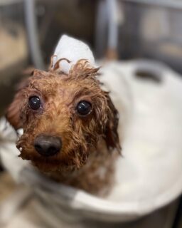 オプション中のお友達です♪
　
#京都#京都西京区#動物病院京都#動物病院京都西京桂院#動物病院併設トリミングサロン#京都トリミングサロン#ペットホテル#トリミングサロン雅#シャンプーコース#シニアトリミング#dogstagram#犬が好きな人と繋がりたい #ふわもこ部#grooming#犬#dog#カットスタイル#桂トリミング#もこもこ犬#trimming#マイクロバブル#魔法のバブル　#重炭酸泉　#ハーブパック