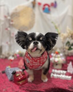 ぽんずちゃん♡
そらちゃん♡
ココちゃん♡
ゾーイちゃん♡

ご利用ありがとうございました😊

#京都#京都西京区#動物病院京都#動物病院京都西京桂院#動物病院併設トリミングサロン#京都トリミングサロン#ペットホテル#トリミングサロン雅#シャンプーコース#シニアトリミング#dogstagram#犬が好きな人と繋がりたい #ふわもこ部#grooming#犬#dog#カットスタイル#桂トリミング#もこもこ犬#trimming#チワワ#プードル#ミックス