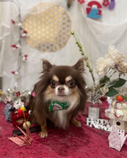 モカちゃん♡
ライちゃん♡
ふくちゃん♡

ご利用ありがとうございました😊

#京都#京都西京区#動物病院京都#動物病院京都西京桂院#動物病院併設トリミングサロン#京都トリミングサロン#ペットホテル#トリミングサロン雅#シャンプーコース#シニアトリミング#dogstagram#犬が好きな人と繋がりたい #ふわもこ部#grooming#犬#dog#カットスタイル#桂トリミング#もこもこ犬#trimming#チワワ#プードル