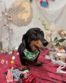 コタロウちゃん♡
チェリーちゃん♡
モコちゃん♡

ご利用ありがとうございました😊

#京都#京都西京区#動物病院京都#動物病院京都西京桂院#動物病院併設トリミングサロン#京都トリミングサロン#ペットホテル#トリミングサロン雅#シャンプーコース#シニアトリミング#dogstagram#犬が好きな人と繋がりたい #ふわもこ部#grooming#犬#dog#カットスタイル#桂トリミング#もこもこ犬#trimming #ダックスフンド#トイプードル#柴