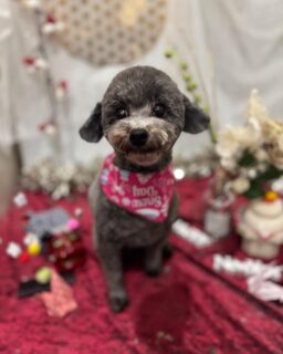 プリンちゃん♡
モコちゃん♡
ふうちゃん♡
まろんちゃん♡

ご利用ありがとうございました😊

#京都#京都西京区#動物病院京都#動物病院京都西京桂院#動物病院併設トリミングサロン#京都トリミングサロン#ペットホテル#トリミングサロン雅#シャンプーコース#シニアトリミング#dogstagram#犬が好きな人と繋がりたい #ふわもこ部#grooming#犬#dog#カットスタイル#桂トリミング#もこもこ犬#trimming#トイプードル