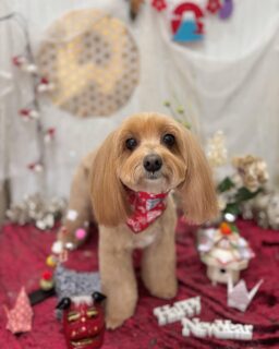 モコちゃん♡
シンバちゃん♡
あくあちゃん♡

ご利用ありがとうございました😊

#京都#京都西京区#動物病院京都#動物病院京都西京桂院#動物病院併設トリミングサロン#京都トリミングサロン#ペットホテル#トリミングサロン雅#シャンプーコース#シニアトリミング#dogstagram#犬が好きな人と繋がりたい #ふわもこ部#grooming#犬#dog#カットスタイル#桂トリミング#もこもこ犬#trimming#ミックス#トイプードル