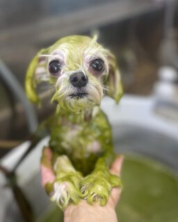 オプション中のお友達です♪
　
#京都#京都西京区#動物病院京都#動物病院京都西京桂院#動物病院併設トリミングサロン#京都トリミングサロン#ペットホテル#トリミングサロン雅#シャンプーコース#シニアトリミング#dogstagram#犬が好きな人と繋がりたい #ふわもこ部#grooming#犬#dog#カットスタイル#桂トリミング#もこもこ犬#trimming#マイクロバブル#魔法のバブル　#重炭酸泉　#ハーブパック