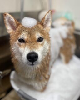 オプション中のお友達です♪
　
#京都#京都西京区#動物病院京都#動物病院京都西京桂院#動物病院併設トリミングサロン#京都トリミングサロン#ペットホテル#トリミングサロン雅#シャンプーコース#シニアトリミング#dogstagram#犬が好きな人と繋がりたい #ふわもこ部#grooming#犬#dog#カットスタイル#桂トリミング#もこもこ犬#trimming#マイクロバブル#魔法のバブル　#重炭酸泉　#ハーブパック