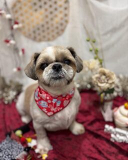 アローちゃん♡
ロンちゃん♡
コハクちゃん♡
ジャックちゃん♡

ご利用ありがとうございました😊

#京都#京都西京区#動物病院京都#動物病院京都西京桂院#動物病院併設トリミングサロン#京都トリミングサロン#ペットホテル#トリミングサロン雅#シャンプーコース#シニアトリミング#dogstagram#犬が好きな人と繋がりたい #ふわもこ部#grooming#犬#dog#カットスタイル#桂トリミング#もこもこ犬#trimming#シーズー#プードル#ジャックラッセルテリア