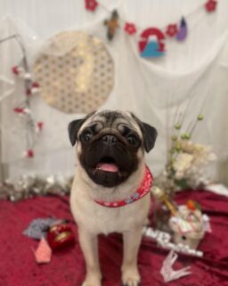 ポチオちゃん♡
いなりちゃん♡
チャコちゃん♡

ご利用ありがとうございました😊

#京都#京都西京区#動物病院京都#動物病院京都西京桂院#動物病院併設トリミングサロン#京都トリミングサロン#ペットホテル#トリミングサロン雅#シャンプーコース#シニアトリミング#dogstagram#犬が好きな人と繋がりたい #ふわもこ部#grooming#犬#dog#カットスタイル#桂トリミング#もこもこ犬#trimming#パグ#ゴールデンレトリバー#チワワ