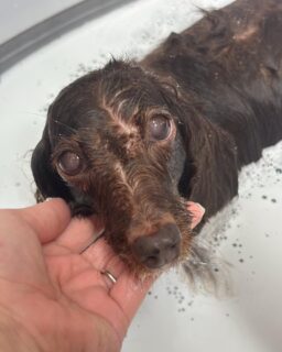 オプション中のお友達です♪
　
#京都#京都西京区#動物病院京都#動物病院京都西京桂院#動物病院併設トリミングサロン#京都トリミングサロン#ペットホテル#トリミングサロン雅#シャンプーコース#シニアトリミング#dogstagram#犬が好きな人と繋がりたい #ふわもこ部#grooming#犬#dog#カットスタイル#桂トリミング#もこもこ犬#trimming#マイクロバブル#魔法のバブル　#重炭酸泉　#ハーブパック