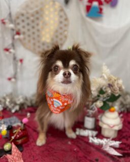 こはくちゃん♡
大吉ちゃん♡
ソルちゃん♡

ご利用ありがとうございました😊

#京都#京都西京区#動物病院京都#動物病院京都西京桂院#動物病院併設トリミングサロン#京都トリミングサロン#ペットホテル#トリミングサロン雅#シャンプーコース#シニアトリミング#dogstagram#犬が好きな人と繋がりたい #ふわもこ部#grooming#犬#dog#カットスタイル#桂トリミング#もこもこ犬#trimming#チワワ#トイプードル