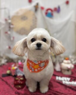 ラテちゃん♡
いちごちゃん♡
マロンちゃん♡
ボブちゃん♡

ご利用ありがとうございました😊

#京都#京都西京区#動物病院京都#動物病院京都西京桂院#動物病院併設トリミングサロン#京都トリミングサロン#ペットホテル#トリミングサロン雅#シャンプーコース#シニアトリミング#dogstagram#犬が好きな人と繋がりたい #ふわもこ部#grooming#犬#dog#カットスタイル#桂トリミング#もこもこ犬#trimming#ミックス#ミニチュアダックス#プードル