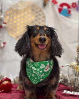 ジニーちゃん♡
おもちちゃん♡
ペコちゃん♡
ポテトちゃん♡

ご利用ありがとうございました😊

#京都#京都西京区#動物病院京都#動物病院京都西京桂院#動物病院併設トリミングサロン#京都トリミングサロン#ペットホテル#トリミングサロン雅#シャンプーコース#シニアトリミング#dogstagram#犬が好きな人と繋がりたい #ふわもこ部#grooming#犬#dog#カットスタイル#桂トリミング#もこもこ犬#trimming#ダックスフンド#マルチーズ#トイプードル