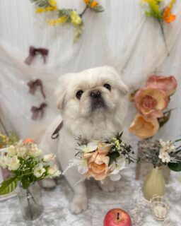 おもちちゃん♡
ぽちおちゃん♡
モコちゃん♡
ぷりんちゃん♡

ご利用ありがとうございました😊

#京都#京都西京区#動物病院京都#動物病院京都西京桂院#動物病院併設トリミングサロン#京都トリミングサロン#ペットホテル#トリミングサロン雅#シャンプーコース#シニアトリミング#dogstagram#犬が好きな人と繋がりたい #ふわもこ部#grooming#犬#dog#カットスタイル#桂トリミング#もこもこ犬#trimming#ペキ#パグ#ミックス#チワワ