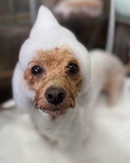 オプション中のお友達です♪
　
#京都#京都西京区#動物病院京都#動物病院京都西京桂院#動物病院併設トリミングサロン#京都トリミングサロン#ペットホテル#トリミングサロン雅#シャンプーコース#シニアトリミング#dogstagram#犬が好きな人と繋がりたい #ふわもこ部#grooming#犬#dog#カットスタイル#桂トリミング#もこもこ犬#trimming#マイクロバブル#魔法のバブル　#重炭酸泉　#ハーブパック