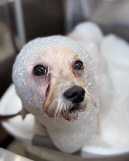 オプション中のお友達です♪
　
#京都#京都西京区#動物病院京都#動物病院京都西京桂院#動物病院併設トリミングサロン#京都トリミングサロン#ペットホテル#トリミングサロン雅#シャンプーコース#シニアトリミング#dogstagram#犬が好きな人と繋がりたい #ふわもこ部#grooming#犬#dog#カットスタイル#桂トリミング#もこもこ犬#trimming#マイクロバブル#魔法のバブル　#重炭酸泉　#ハーブパック