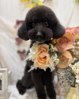 ふくちゃん♡
かんたちゃん♡
もちちゃん♡
みるちゃん♡

ご利用ありがとうございました😊

#京都#京都西京区#動物病院京都#動物病院京都西京桂院#動物病院併設トリミングサロン#京都トリミングサロン#ペットホテル#トリミングサロン雅#シャンプーコース#シニアトリミング#dogstagram#犬が好きな人と繋がりたい #ふわもこ部#grooming#犬#dog#カットスタイル#桂トリミング#もこもこ犬#trimming#プードル#ポメラニアン#ミックス