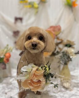 ロンちゃん♡
ルークちゃん♡
コハクちゃん♡
ナッツちゃん♡

ご利用ありがとうございました😊

#京都#京都西京区#動物病院京都#動物病院京都西京桂院#動物病院併設トリミングサロン#京都トリミングサロン#ペットホテル#トリミングサロン雅#シャンプーコース#シニアトリミング#dogstagram#犬が好きな人と繋がりたい #ふわもこ部#grooming#犬#dog#カットスタイル#桂トリミング#もこもこ犬#trimming#MIX犬#プードル