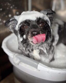 オプション中のお友達です♪
　
#京都#京都西京区#動物病院京都#動物病院京都西京桂院#動物病院併設トリミングサロン#京都トリミングサロン#ペットホテル#トリミングサロン雅#シャンプーコース#シニアトリミング#dogstagram#犬が好きな人と繋がりたい #ふわもこ部#grooming#犬#dog#カットスタイル#桂トリミング#もこもこ犬#trimming#マイクロバブル#魔法のバブル　#重炭酸泉　#ハーブパック