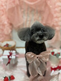 おはぎちゃん♡
きなこちゃん♡
パルちゃん♡
そらちゃん♡

ご利用ありがとうございました😊

#京都#京都西京区#動物病院京都#動物病院京都西京桂院#動物病院併設トリミングサロン#京都トリミングサロン#ペットホテル#トリミングサロン雅#シャンプーコース#シニアトリミング#dogstagram#犬が好きな人と繋がりたい #ふわもこ部#grooming#犬#dog#カットスタイル#桂トリミング#もこもこ犬#trimming#プードル＃チワワ