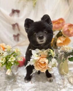 ハチちゃん♡
おもちちゃん♡
まろんちゃん♡

ご利用ありがとうございました😊

#京都#京都西京区#動物病院京都#動物病院京都西京桂院#動物病院併設トリミングサロン#京都トリミングサロン#ペットホテル#トリミングサロン雅#シャンプーコース#シニアトリミング#dogstagram#犬が好きな人と繋がりたい #ふわもこ部#grooming#犬#dog#カットスタイル#桂トリミング#もこもこ犬#trimming#ポメラニアン#マルチーズ#プードル