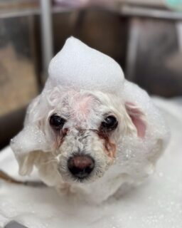 オプション中のお友達です♪
　
#京都#京都西京区#動物病院京都#動物病院京都西京桂院#動物病院併設トリミングサロン#京都トリミングサロン#ペットホテル#トリミングサロン雅#シャンプーコース#シニアトリミング#dogstagram#犬が好きな人と繋がりたい #ふわもこ部#grooming#犬#dog#カットスタイル#桂トリミング#もこもこ犬#trimming#マイクロバブル#魔法のバブル　#重炭酸泉　#ハーブパック