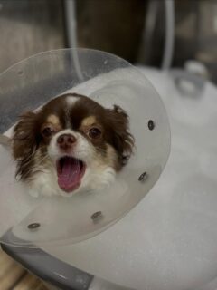 オプション中のお友達です♪
　
#京都#京都西京区#動物病院京都#動物病院京都西京桂院#動物病院併設トリミングサロン#京都トリミングサロン#ペットホテル#トリミングサロン雅#シャンプーコース#シニアトリミング#dogstagram#犬が好きな人と繋がりたい #ふわもこ部#grooming#犬#dog#カットスタイル#桂トリミング#もこもこ犬#trimming#マイクロバブル#魔法のバブル　#重炭酸泉　#ハーブパック