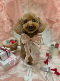 プリンちゃん♡
ジュエルちゃん♡
モコちゃん♡

ご利用ありがとうございました😊

#京都#京都西京区#動物病院京都#動物病院京都西京桂院#動物病院併設トリミングサロン#京都トリミングサロン#ペットホテル#トリミングサロン雅#シャンプーコース#シニアトリミング#dogstagram#犬が好きな人と繋がりたい #ふわもこ部#grooming#犬#dog#カットスタイル#桂トリミング#もこもこ犬#trimming#プードル#MIX