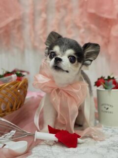 ちゃおちゃん♡
りぼんちゃん♡
ナツちゃん♡

ご利用ありがとうございました😊

#京都#京都西京区#動物病院京都#動物病院京都西京桂院#動物病院併設トリミングサロン#京都トリミングサロン#ペットホテル#トリミングサロン雅#シャンプーコース#シニアトリミング#dogstagram#犬が好きな人と繋がりたい #ふわもこ部#grooming#犬#dog#カットスタイル#桂トリミング#もこもこ犬#trimming#チワワ#MIX