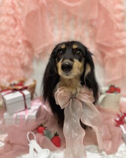 ルゥちゃん♡
マリちゃん♡
ラモちゃん♡

ご利用ありがとうございました😊

#京都#京都西京区#動物病院京都#動物病院京都西京桂院#動物病院併設トリミングサロン#京都トリミング#トリミング#ペットホテル#トリミングサロン雅#京都トリマー#犬好きな人と繋がりたい#grooming#犬のいる暮らし#多頭飼い#桂トリミング#こぐまカット#テディベアカット#ミニチュアダックスフンド#プードル#シーズー